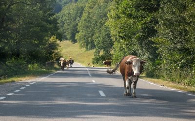 Perill a la carretera: Animals
